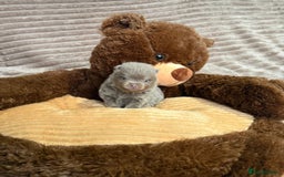 Pomeranian dogs for sale: Stunning lilac Pomeranians  - Advert 11