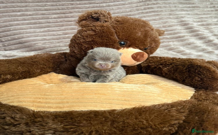 Pomeranian dogs RARE LILAC POMERANIANS   - Advert 5