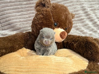 Pomeranian dogs RARE LILAC POMERANIANS - Advert 4