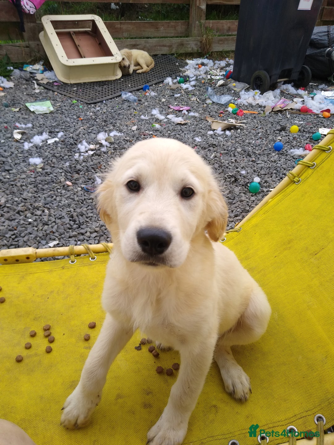 Golden Retriever dogs for sale: Wonderful,playful ,adventurous happy little furs😍 - Image 10