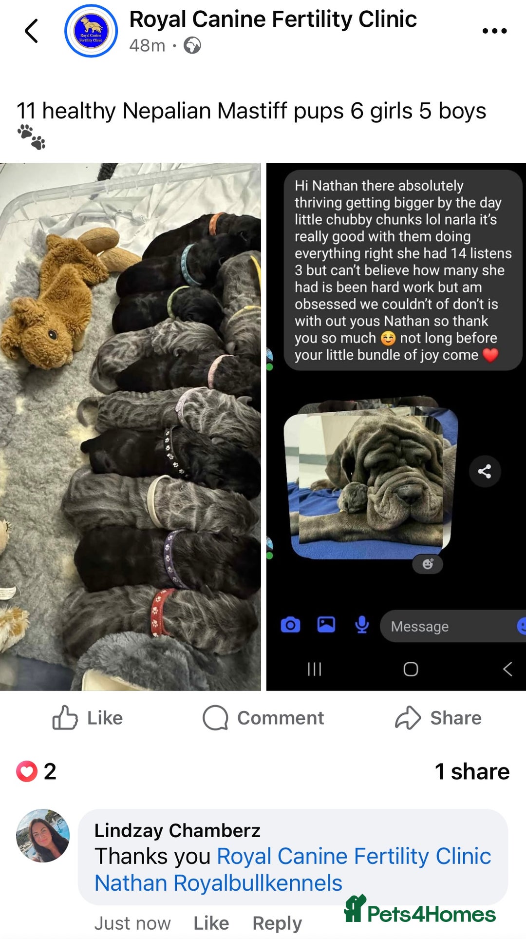 Neapolitan Mastiff dogs for sale: Neapolitan mastiff puppies due 27th September - Image 32