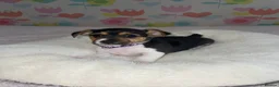 Jack Russell dogs for sale: Stunning short legged Jack Russell puppies - Advert 6