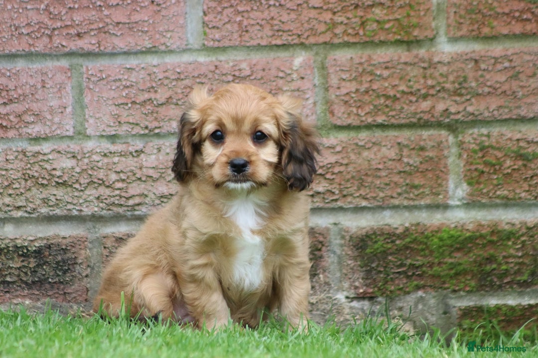 Cavapoo dogs for sale: F1 Cavapoo puppies for sale - Image 11
