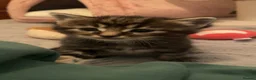 Maine Coon cats for sale: Gorgeous Maine coon domestic shorthair mix kittens - Advert 3
