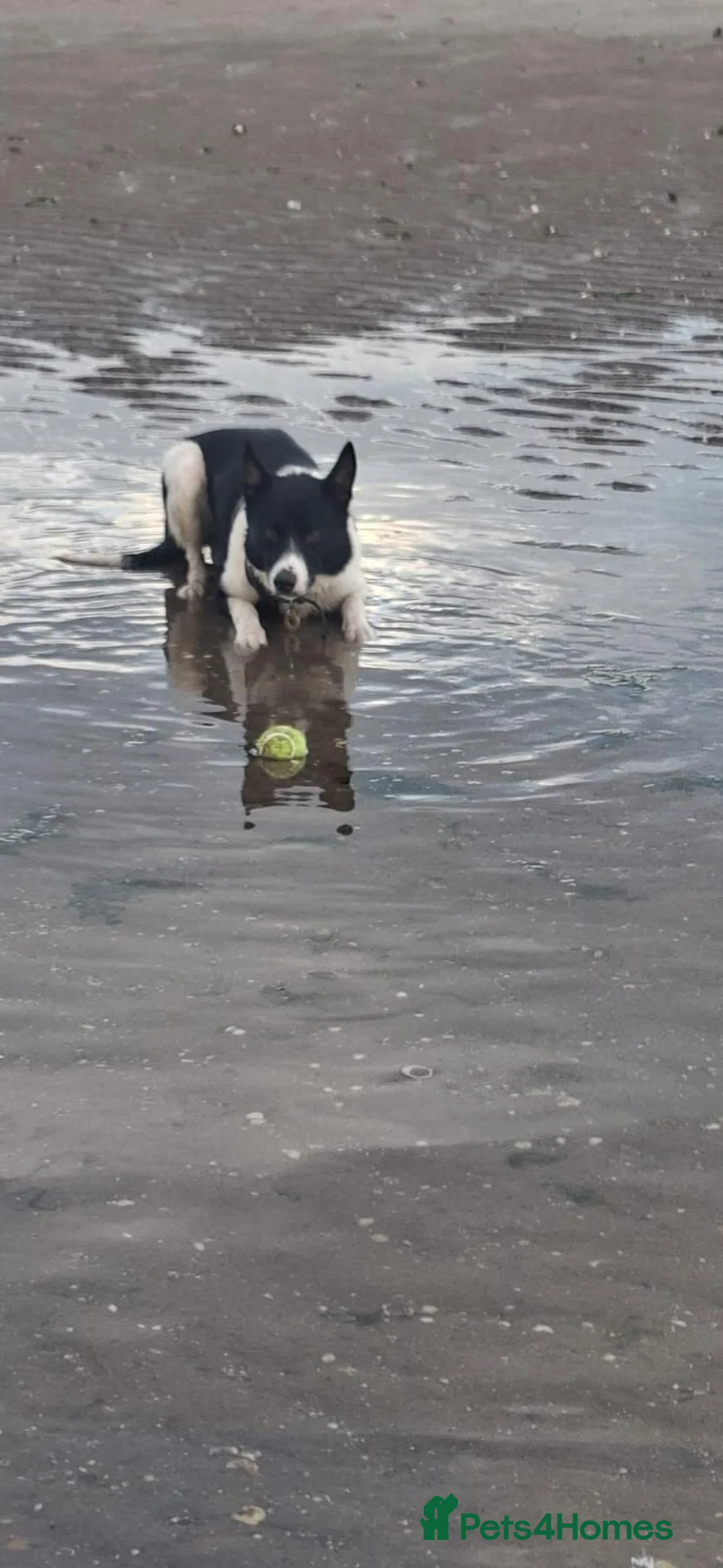 Border Collie dogs for sale: Kaptain Kipper – Loving 4-Year-Old Border Collie - Advert 17
