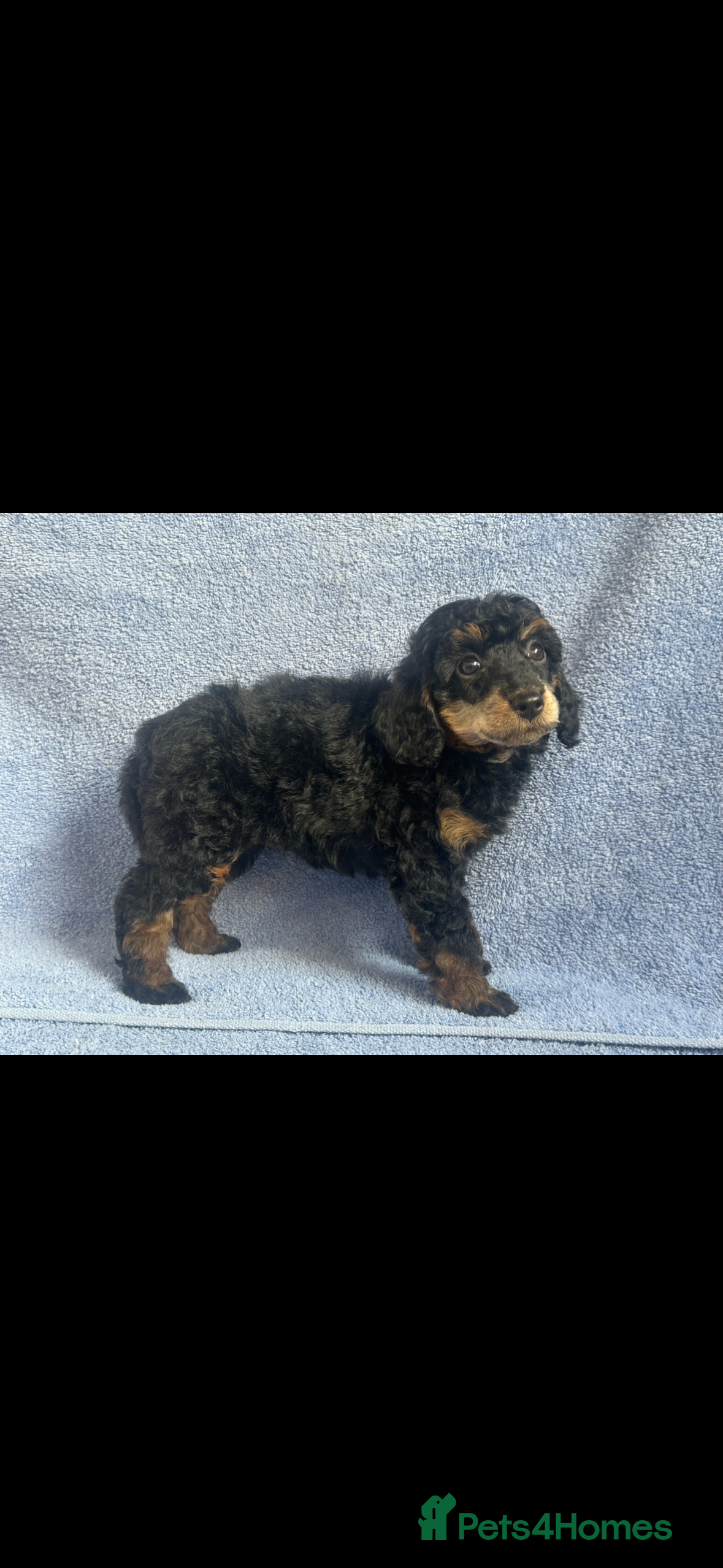 Miniature Poodle dogs 🌟🌟5 star licenced breeder🌟🌟 - Advert 2