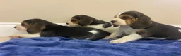 Beagle dogs for sale: Chunky friendly beagles  - Advert 4