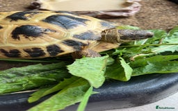 Tortoise reptiles for sale: Horsefield tortoise - Image 2