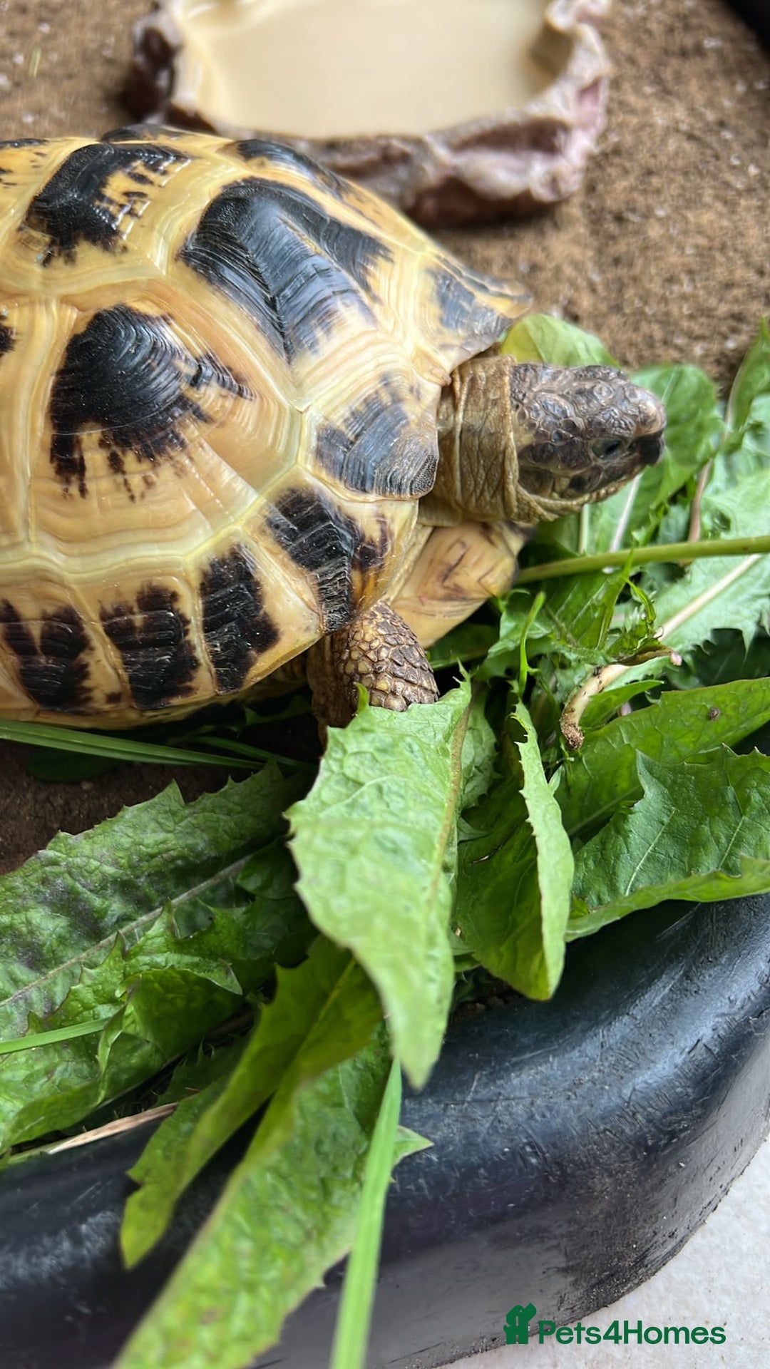 Tortoise reptiles for sale: Horsefield tortoise - Image 2
