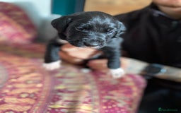 Mixed Breed dogs for sale: Beautiful pointer lab puppies!  - Image 39