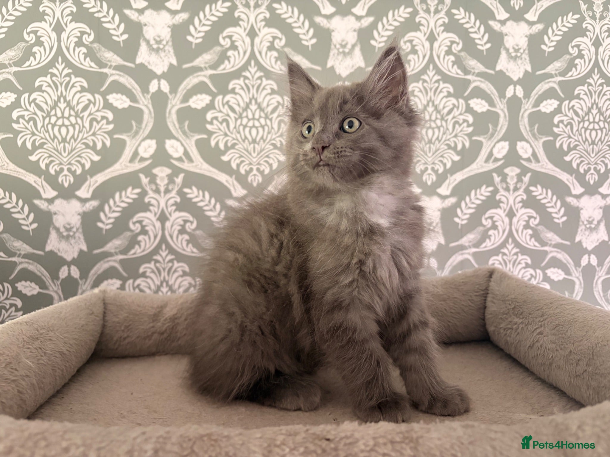 Ragcoon cats Last of litter affectionate playful Ragcoon baby  - Advert 6