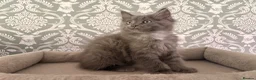 Ragcoon cats for sale: Last of litter affectionate playful Ragcoon baby  - Advert 1