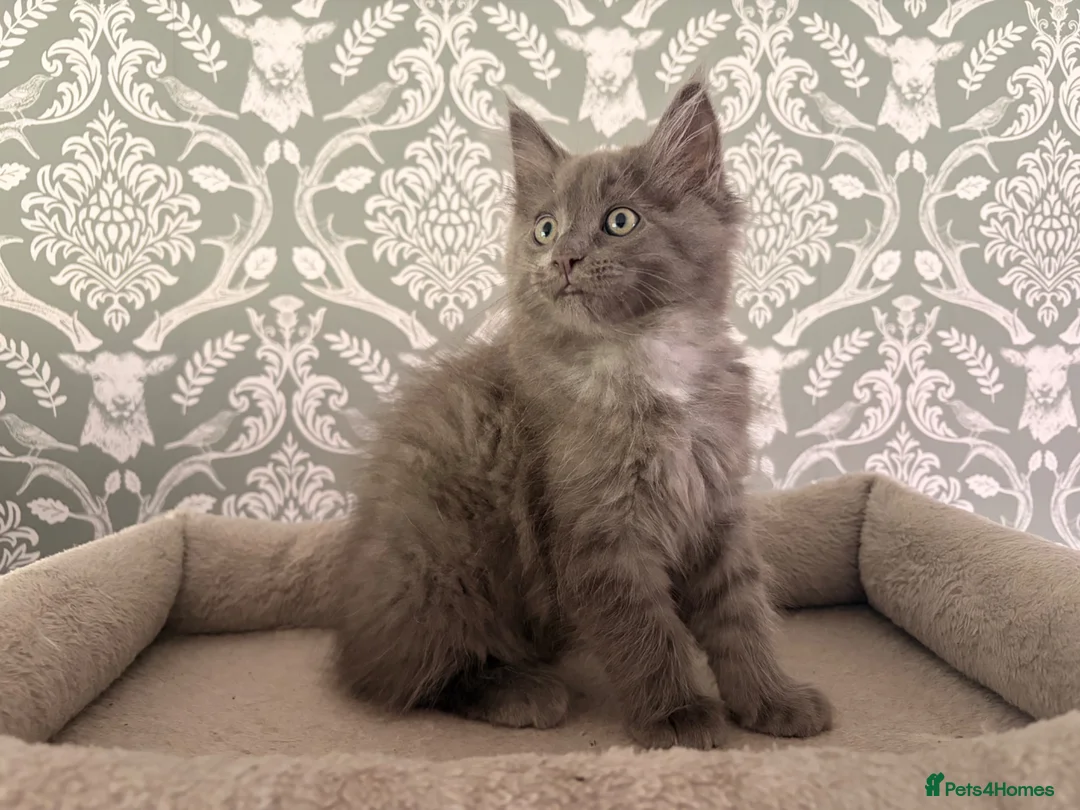 Ragcoon cats for sale: Last of litter affectionate playful Ragcoon baby  - Advert 1
