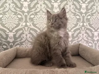 Ragcoon cats Last of litter affectionate playful Ragcoon baby - Advert 6