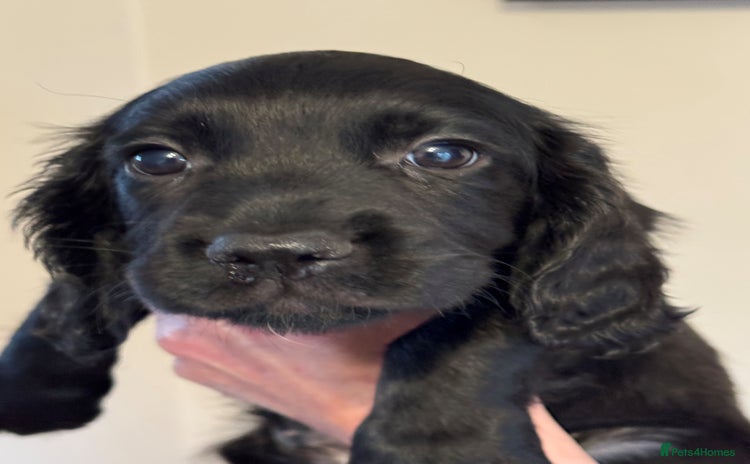 Cocker Spaniel dogs - Advert 6