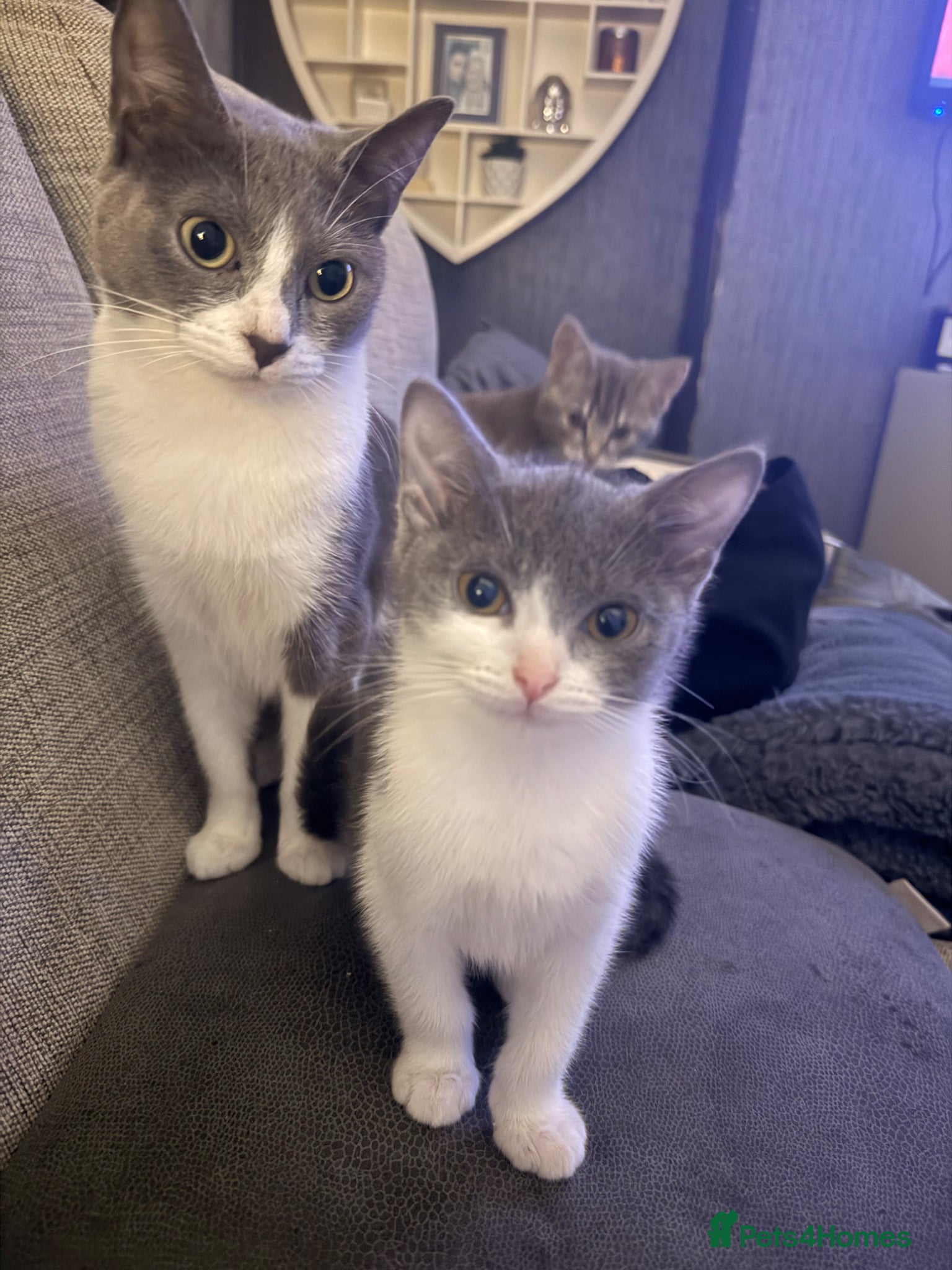 British Shorthair cats 2 kittens for sale  - Advert 1