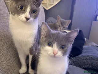 British Shorthair cats 2 kittens for sale - Advert 1