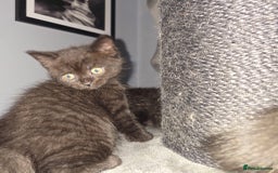 Mixed Breed cats for sale: Mixed ragdoll kittens  - Image 7