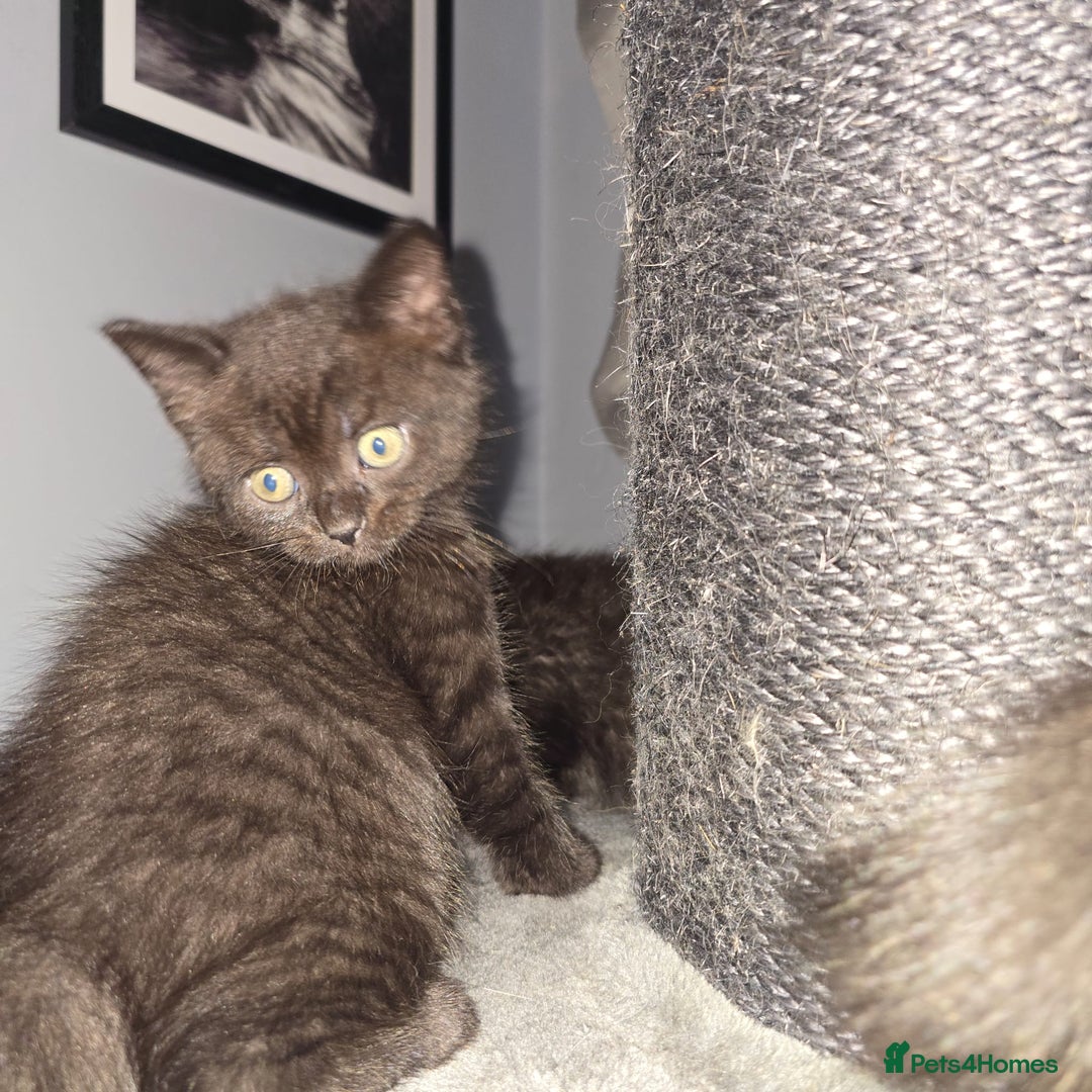 Mixed Breed cats for sale: Mixed ragdoll kittens  - Image 7