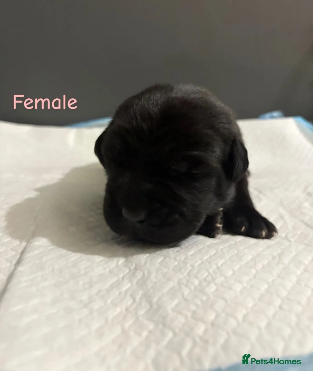 Mixed Breed dogs for sale: Stunning litter of 7 Presa Canario X Bandog - Advert 28