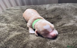 Cocker Spaniel dogs for sale: litter of 6 pedigree cocker spaniel puppies. - Image 3