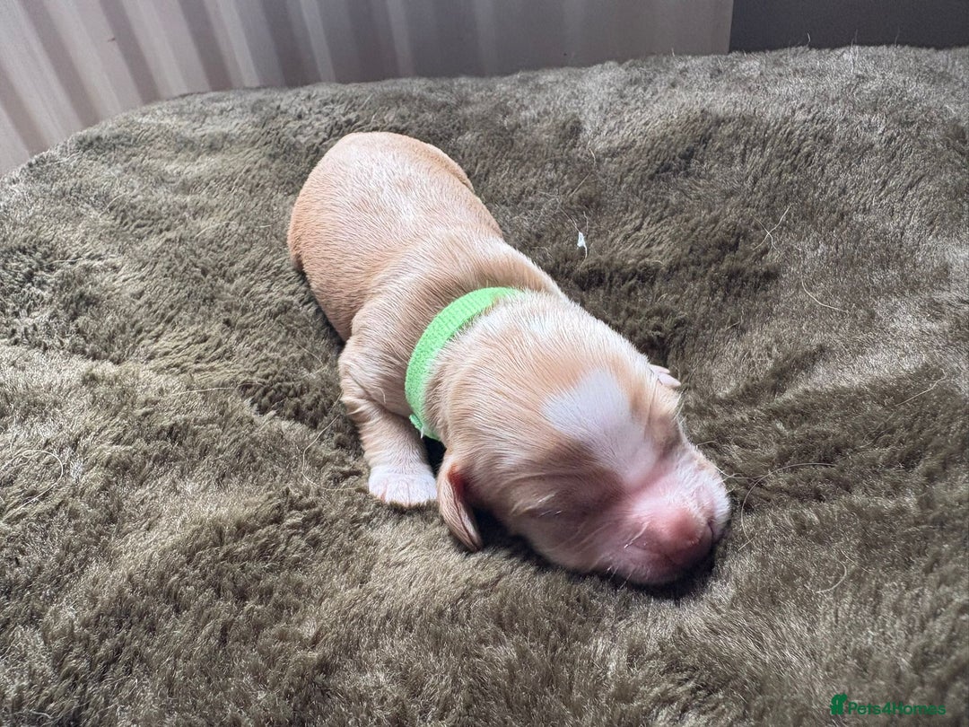 Cocker Spaniel dogs for sale: litter of 6 pedigree cocker spaniel puppies. - Image 3
