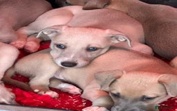 Whippet dogs for sale: KC Registered Whippet Puppies 🐶  - Image 3