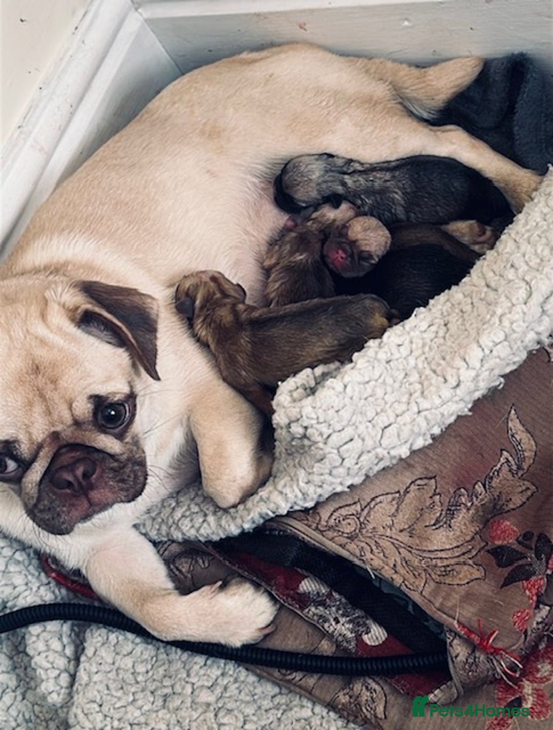 Pug dogs for sale: 3 beautiful pugs looking for there forever home - Image 10