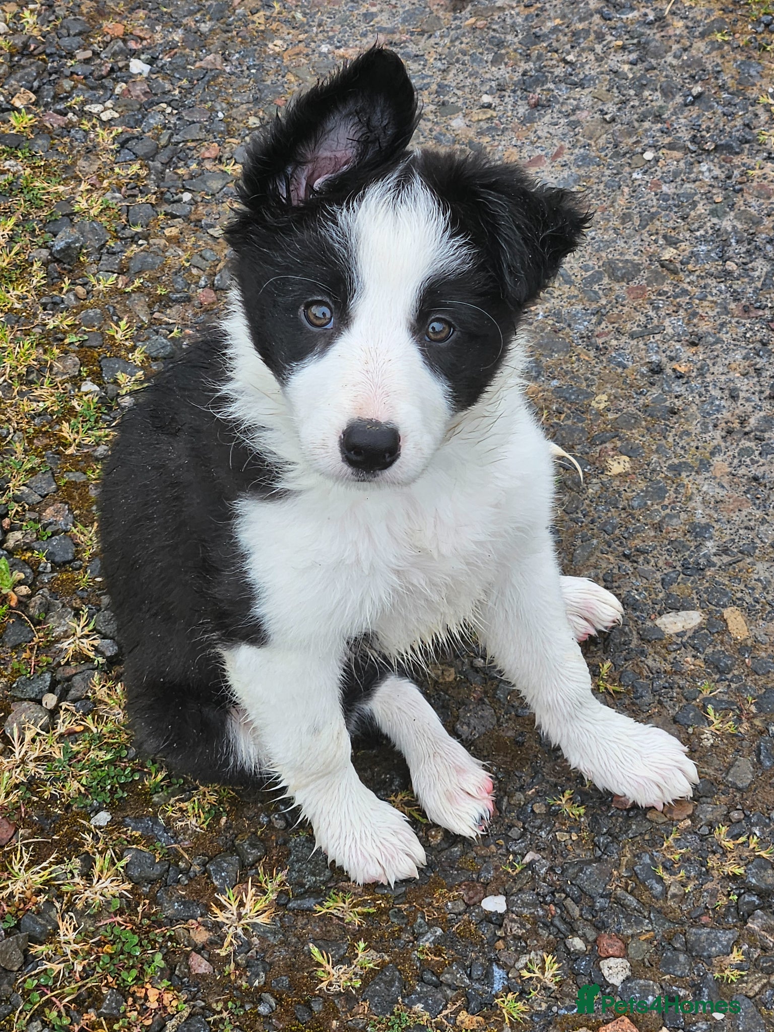 Border Collie dogs ISDS Border Collie Pups - Advert 1