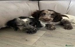 Cocker Spaniel dogs for sale: Healthy puppies - Image 24