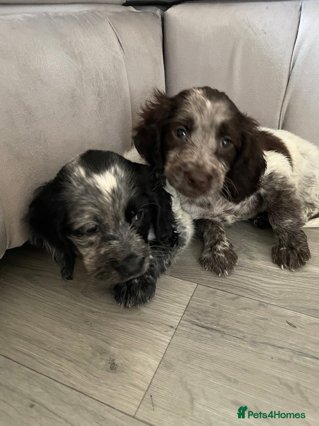 Cocker Spaniel dogs for sale: Healthy puppies - Image 24