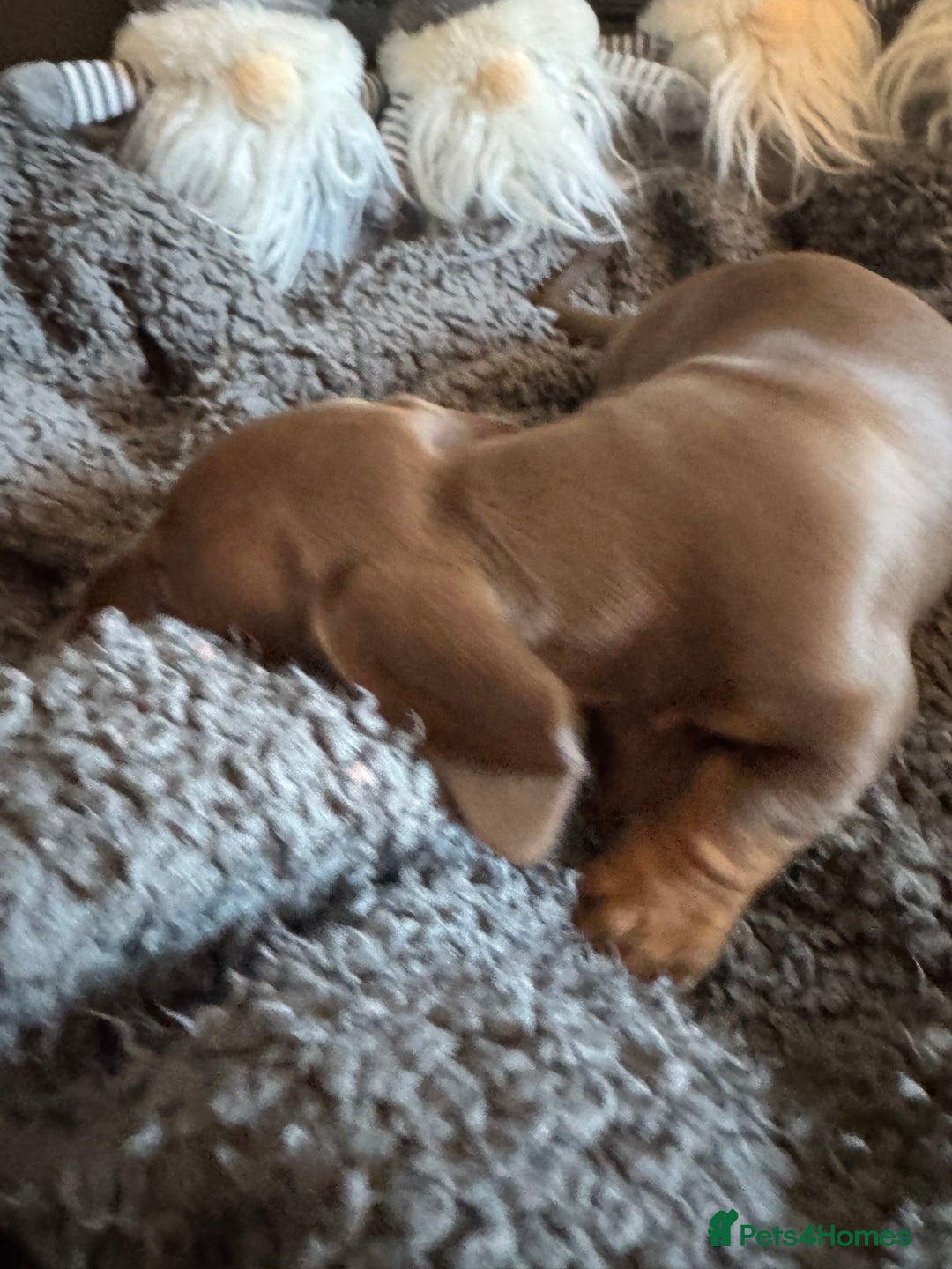 Dachshund dogs for sale: 3 Dachshunds will be ready for  **  - Advert 6
