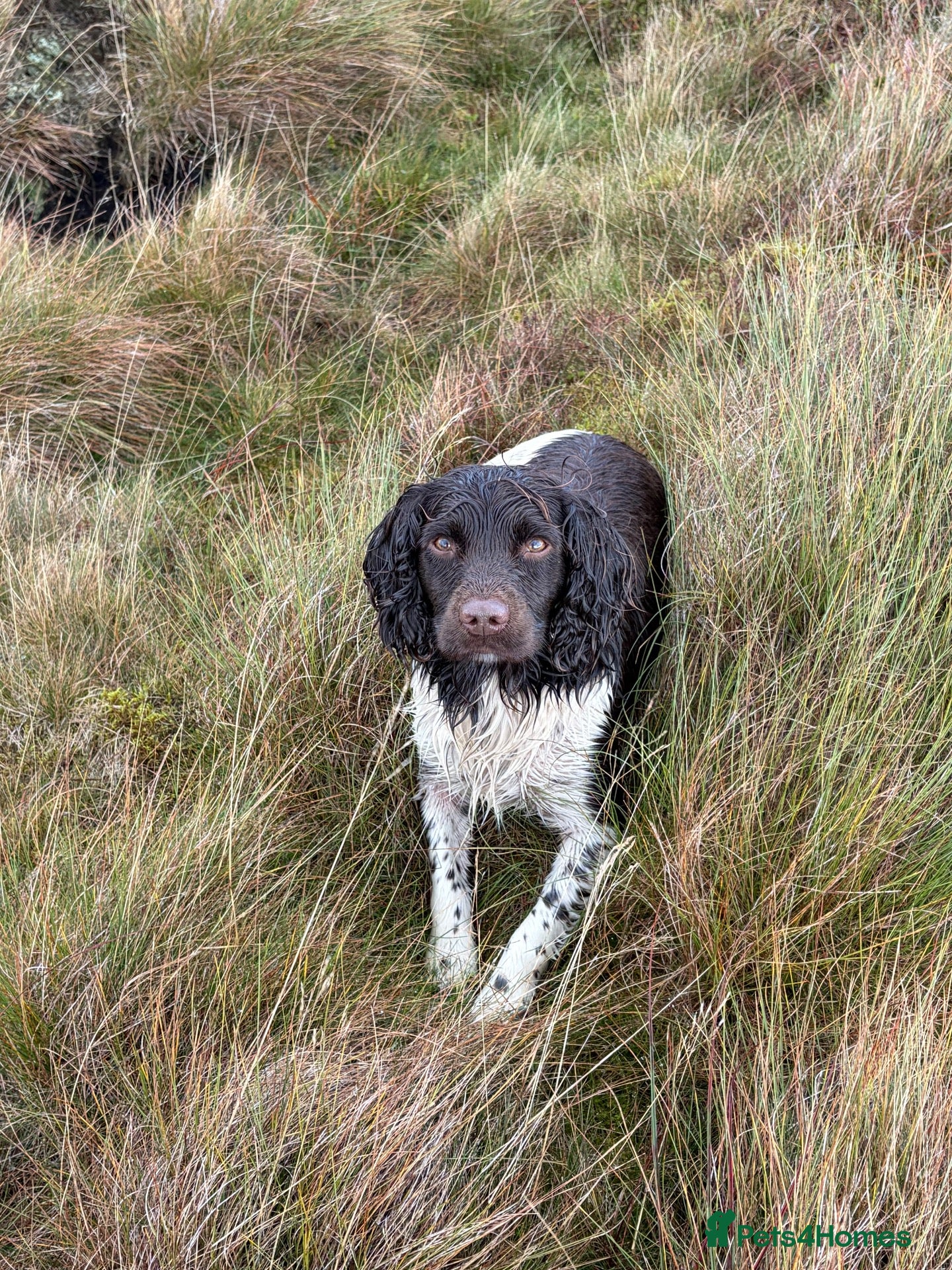 English Springer Spaniel dogs KC Registered Working Springer Spaniel Stud - Advert 1