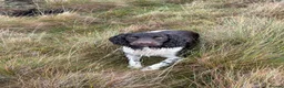 English Springer Spaniel dogs for stud: KC Registered Working Springer Spaniel Stud - Advert 1