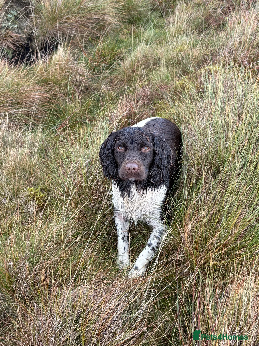 English Springer Spaniel dogs for stud: KC Registered Working Springer Spaniel Stud - Advert 1