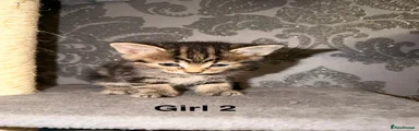 Girl 2