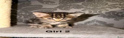 Mixed Breed cats for sale: 6 beautiful tabby kittens - Advert 10