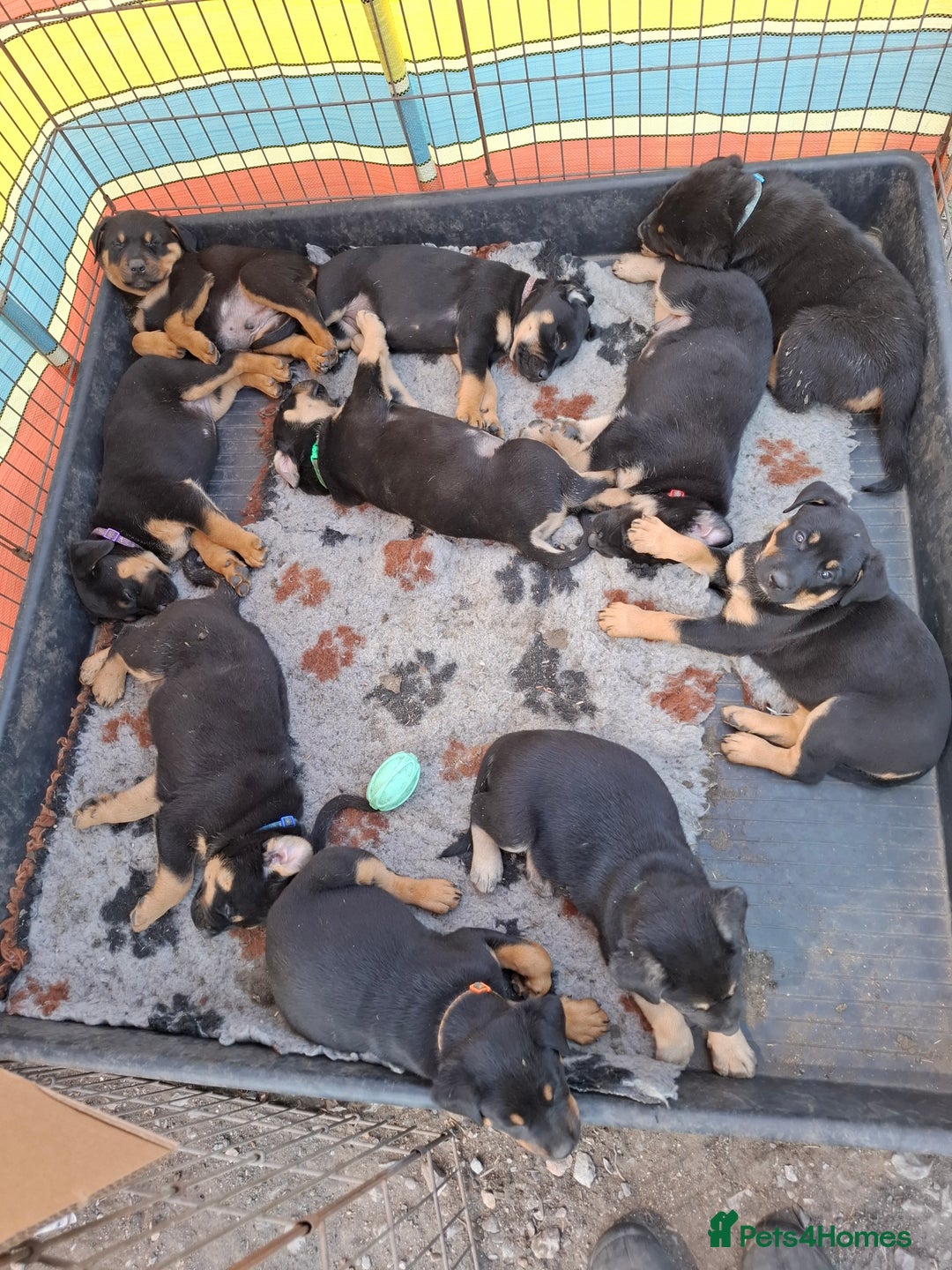 Rottweiler dogs for sale: Stunning Litter Of Shepweiler X Mastiff Pups - Image 1
