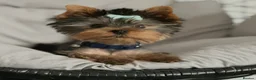 Yorkshire Terrier dogs for stud: Rico  - Advert 6