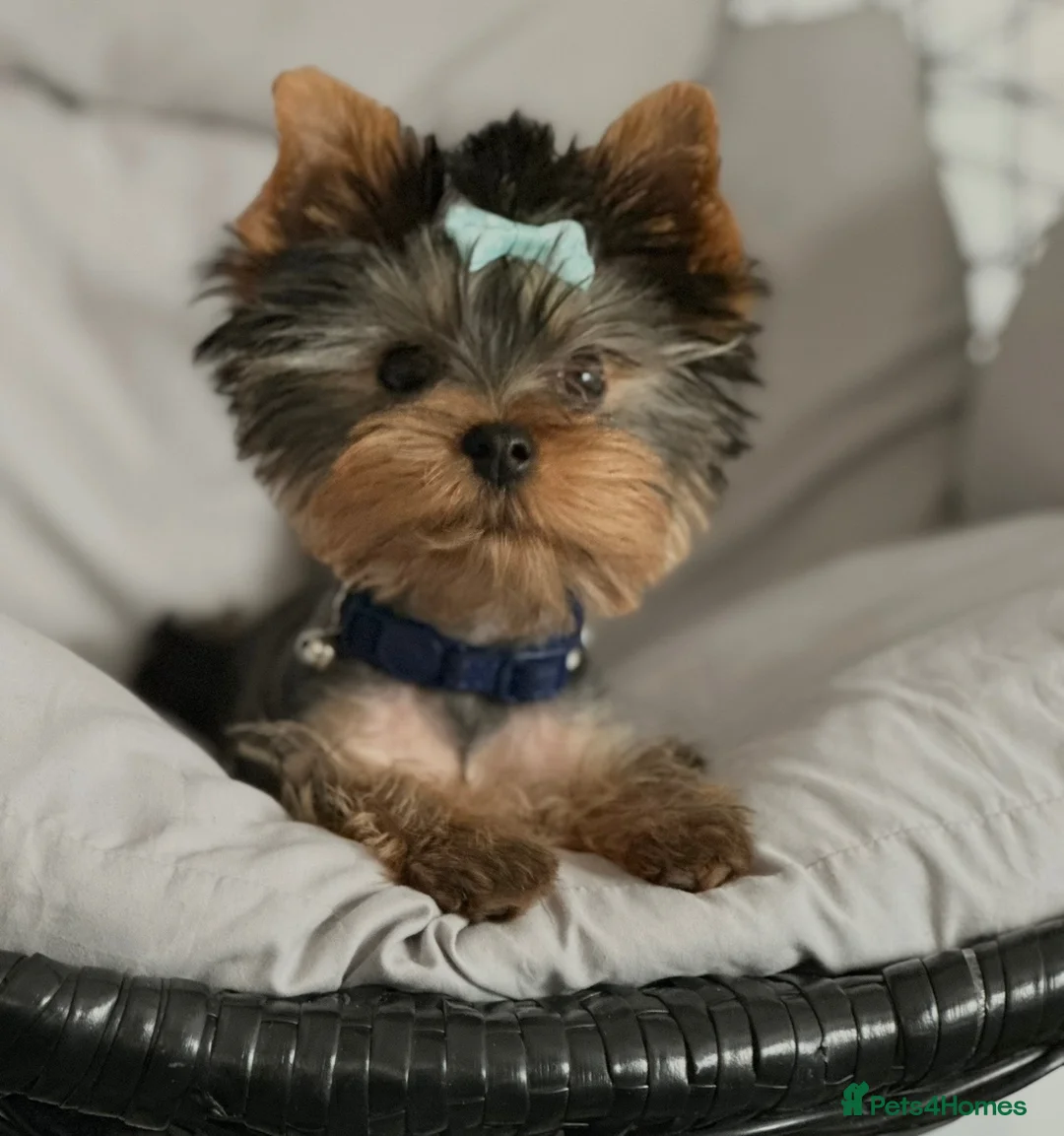 Yorkshire Terrier dogs for stud: Rico  - Advert 6