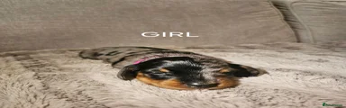 Miniature Dachshund 1