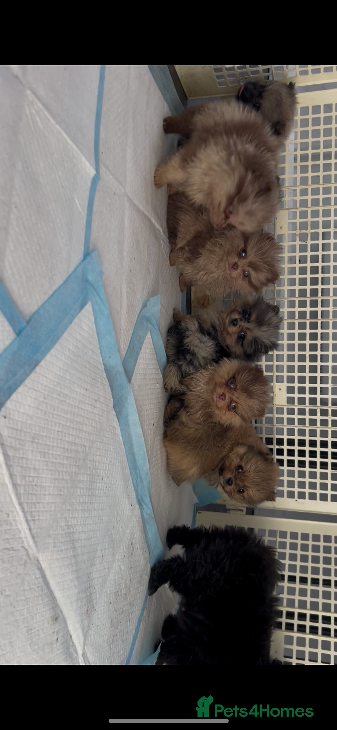 Pomeranian dogs for sale: Pomeranian puppies - Advert 5