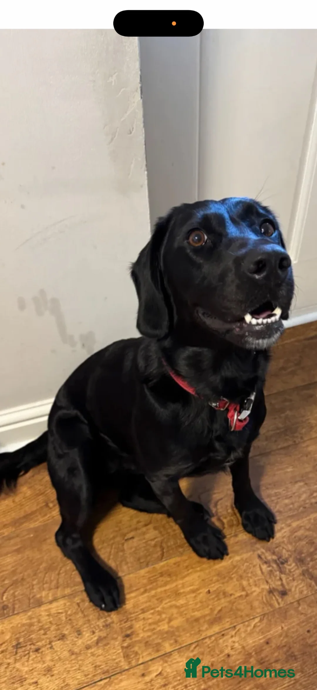 Labrador Retriever dogs for stud: 2 year old lab for sale  - Advert 3