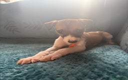 Whippet dogs for sale: 8 WHIPPET PUPPIES   - Image 33