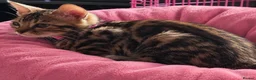 Bengal cats for sale: Prince and princesses seeking human slaves - Advert 37