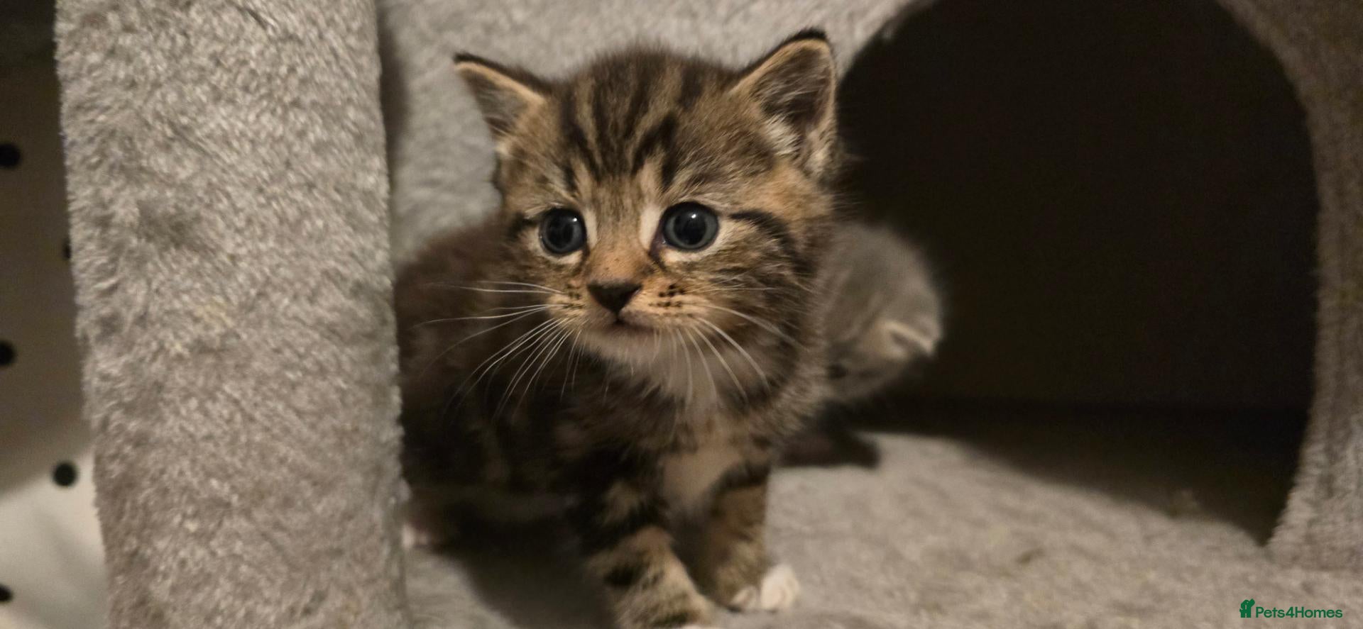 British Shorthair cats for sale: three little British Shorthair kittens - Advert 20