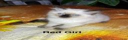 Ragdoll cats for sale: 💖Fabulous Pure Ragdoll Kittens Waiting for Love❤️ - Advert 33