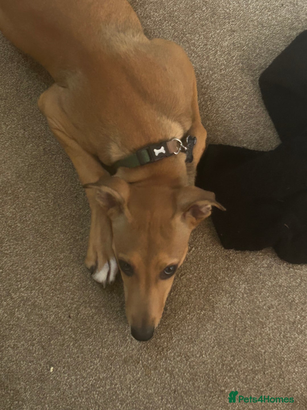 Lurcher dogs for sale: Loving 6Month Old Lurcher Puppy - Image 21