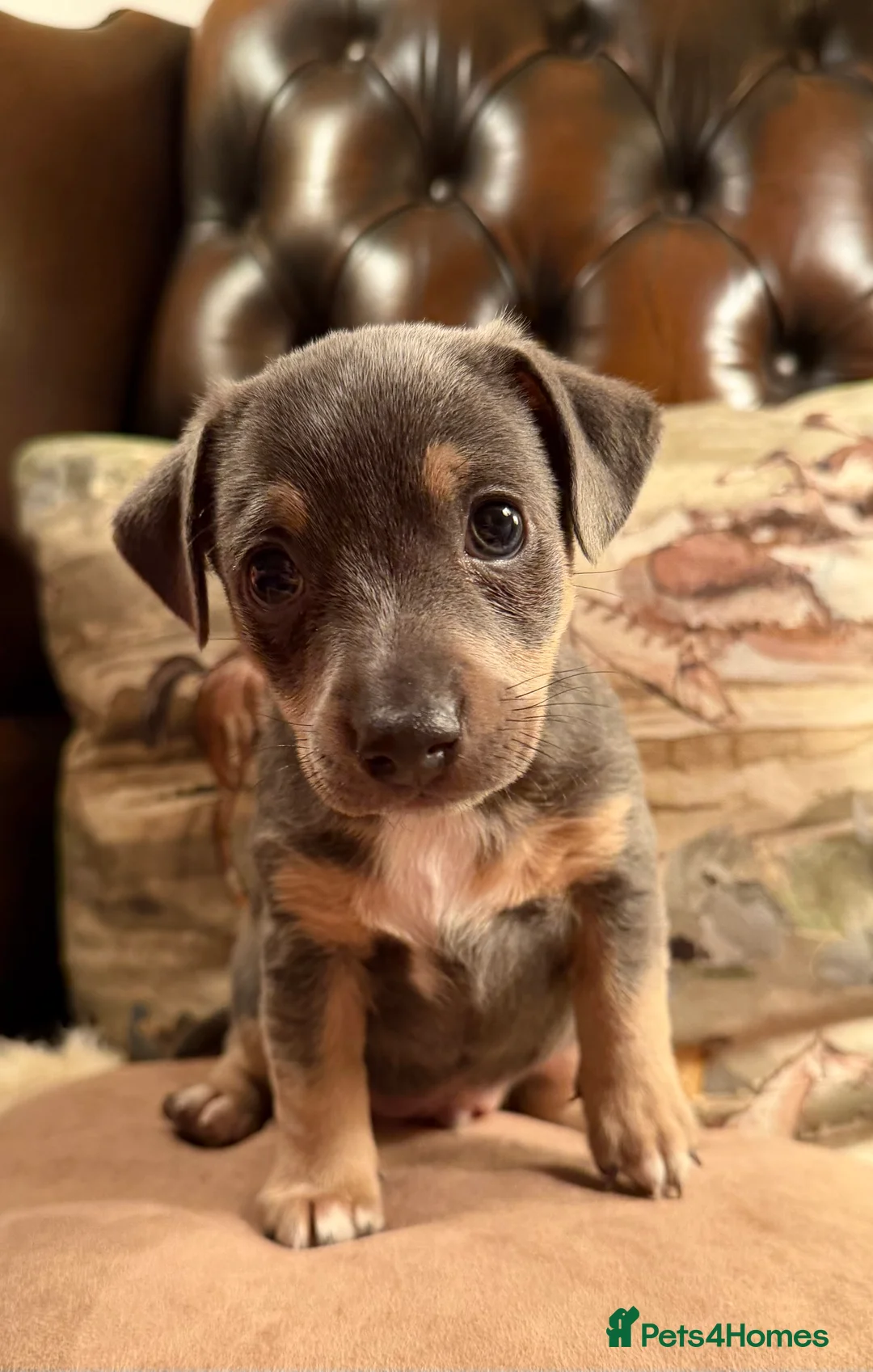 Jack Russell dogs for sale: Perfect Blue and Blue Merle Jack Russell Puppies - Advert 33
