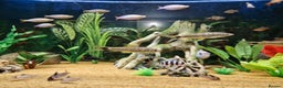 Loaches fish for sale: Clown loach and Flying Silver Fox - Advert 5